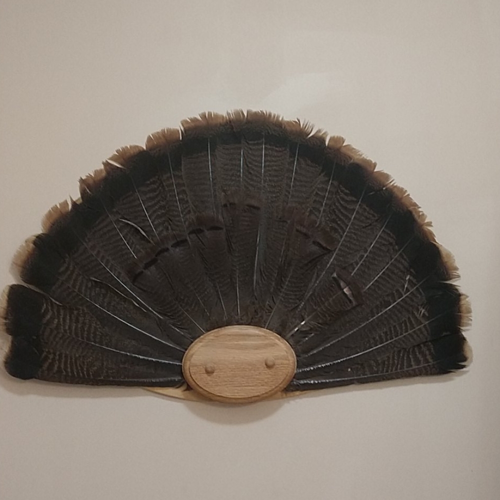 Mounted Turkey Tail
